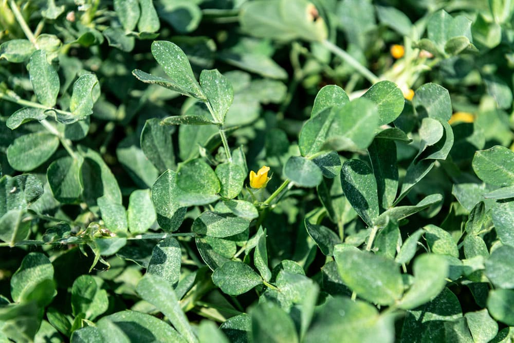 The green leaves and yellow flowers of a peanut plant.